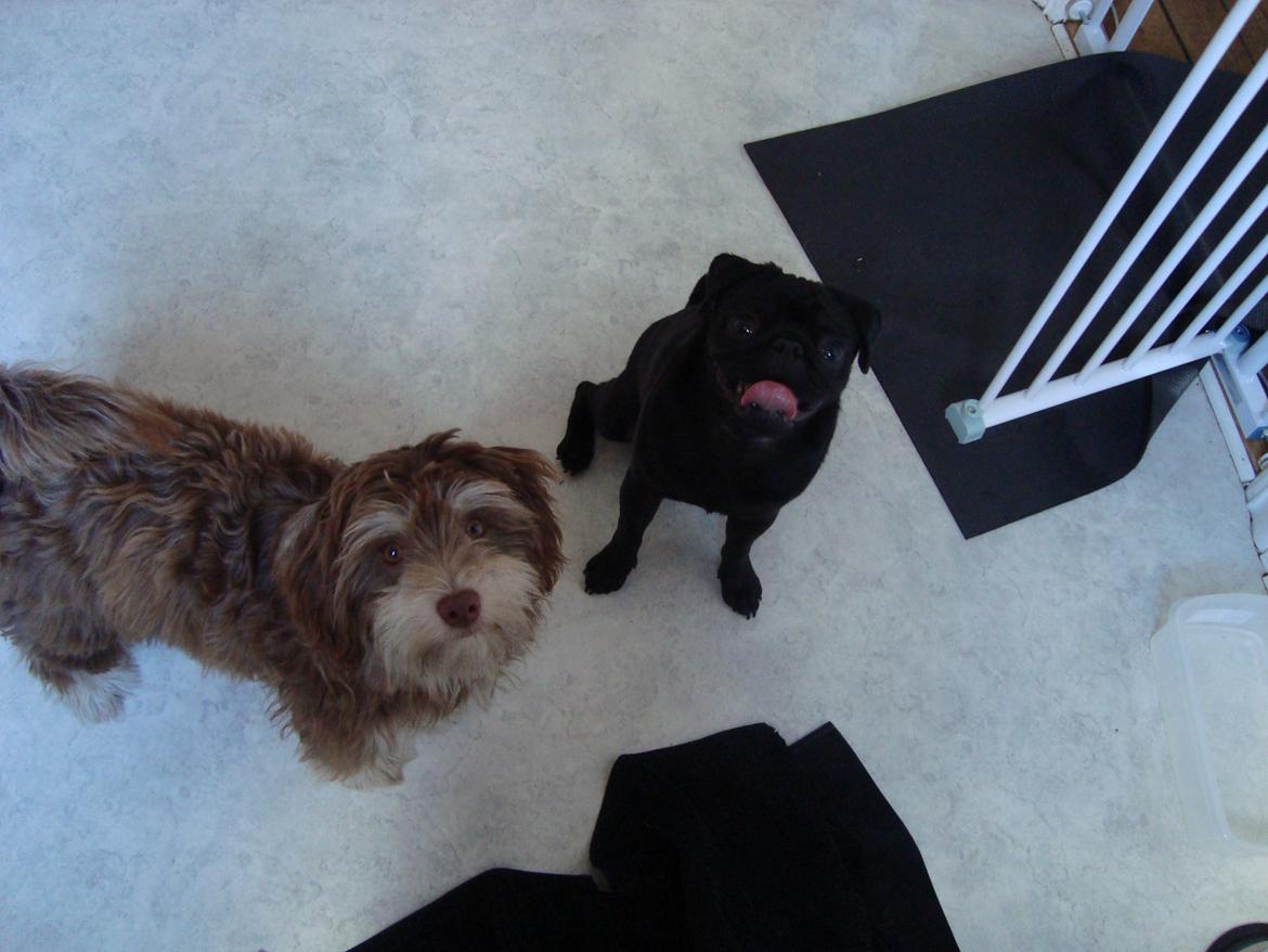 Løwchen Jack - De bedste venner. <3 billede 6