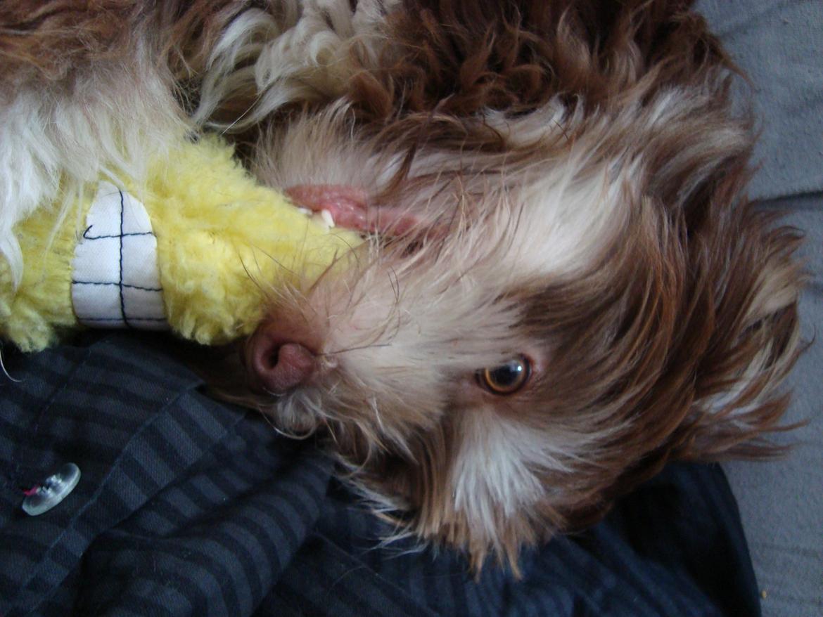 Løwchen Jack billede 7