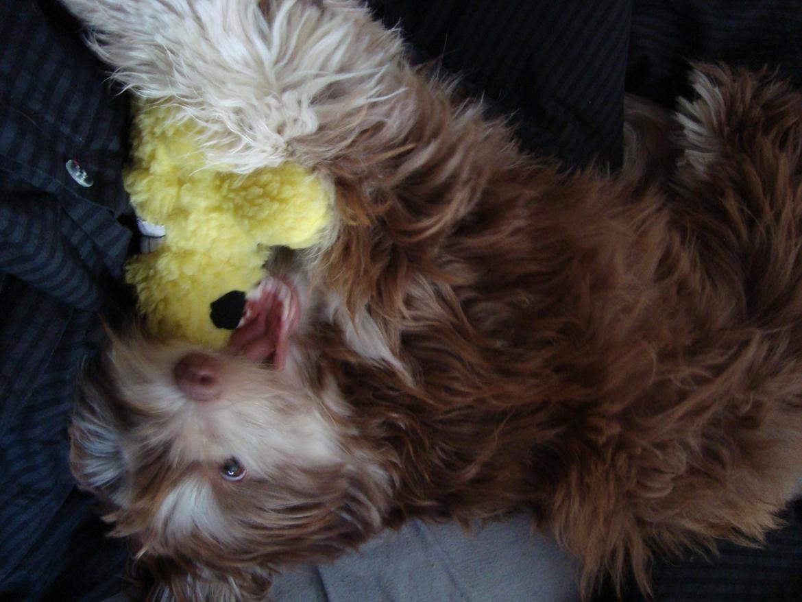 Løwchen Jack billede 8