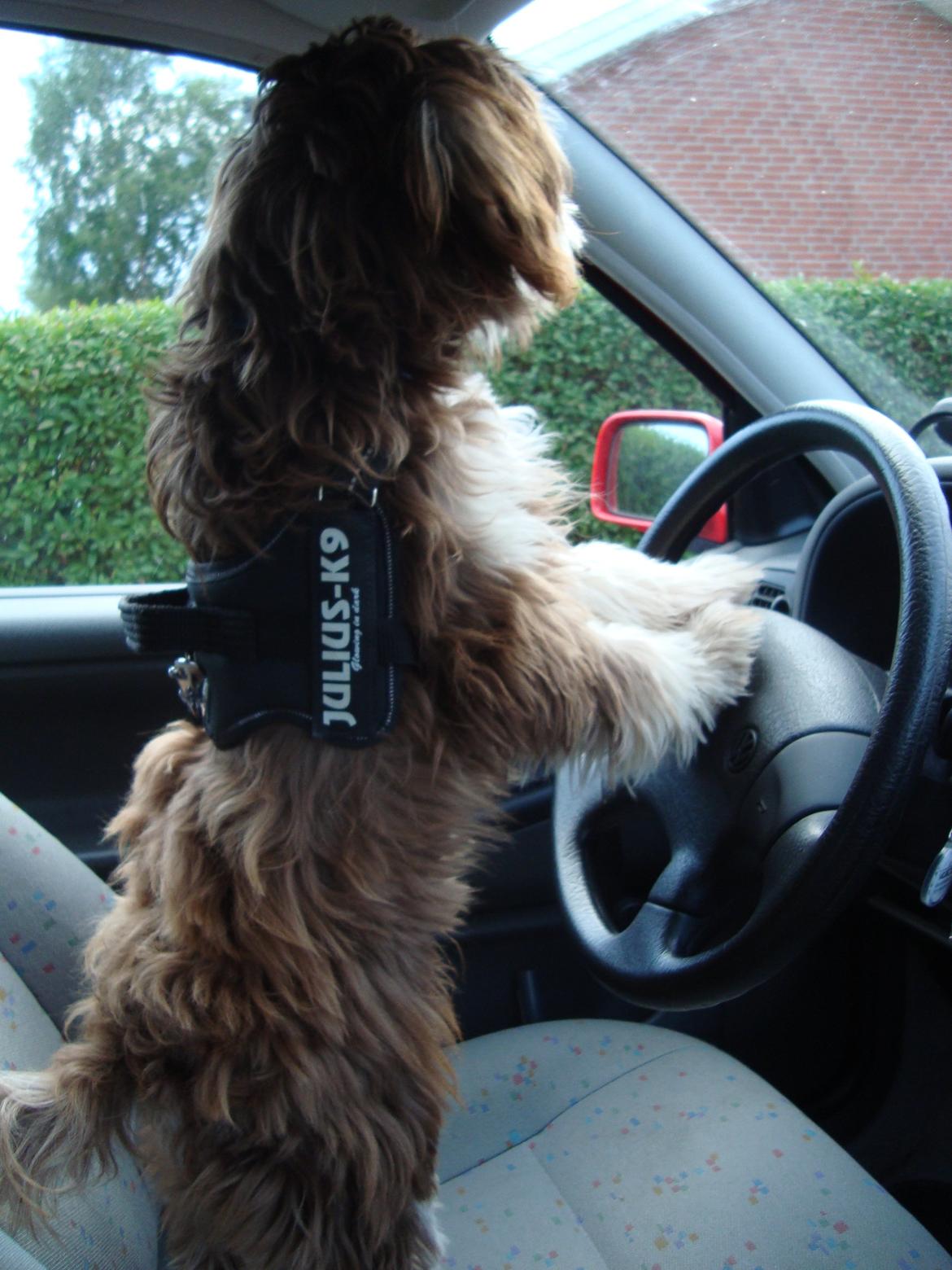 Løwchen Jack - Jack er fast chauffør når "mor og far" fulder sig. Han går op i sikker trafik. billede 9