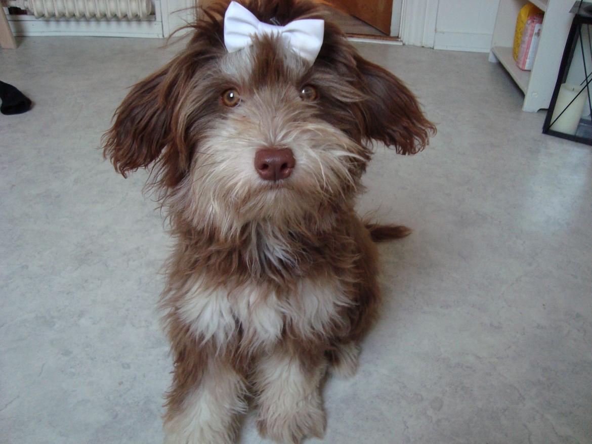 Løwchen Jack - Han var bestemt ikke tilfreds med sløjfen. Men sød ser han ud, og den kom af med det samme igen :) billede 11