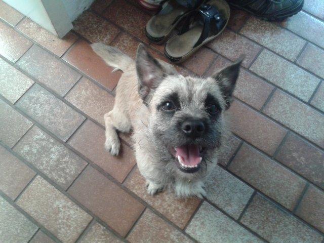 Blanding af racer Marley billede 3