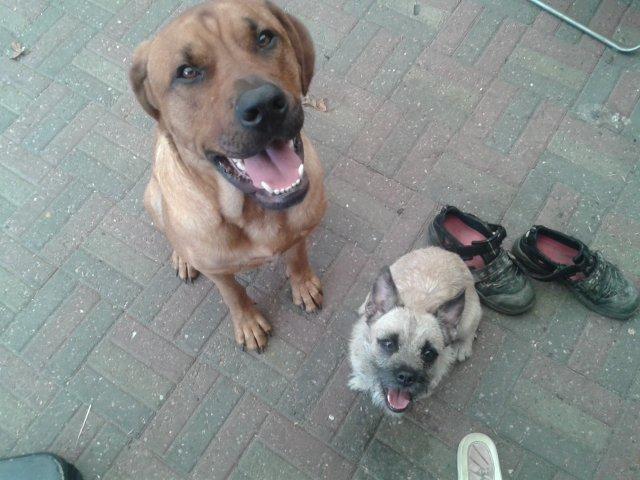 Blanding af racer Marley billede 4