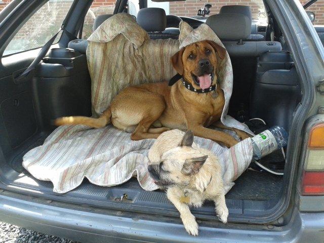 Blanding af racer Marley billede 5