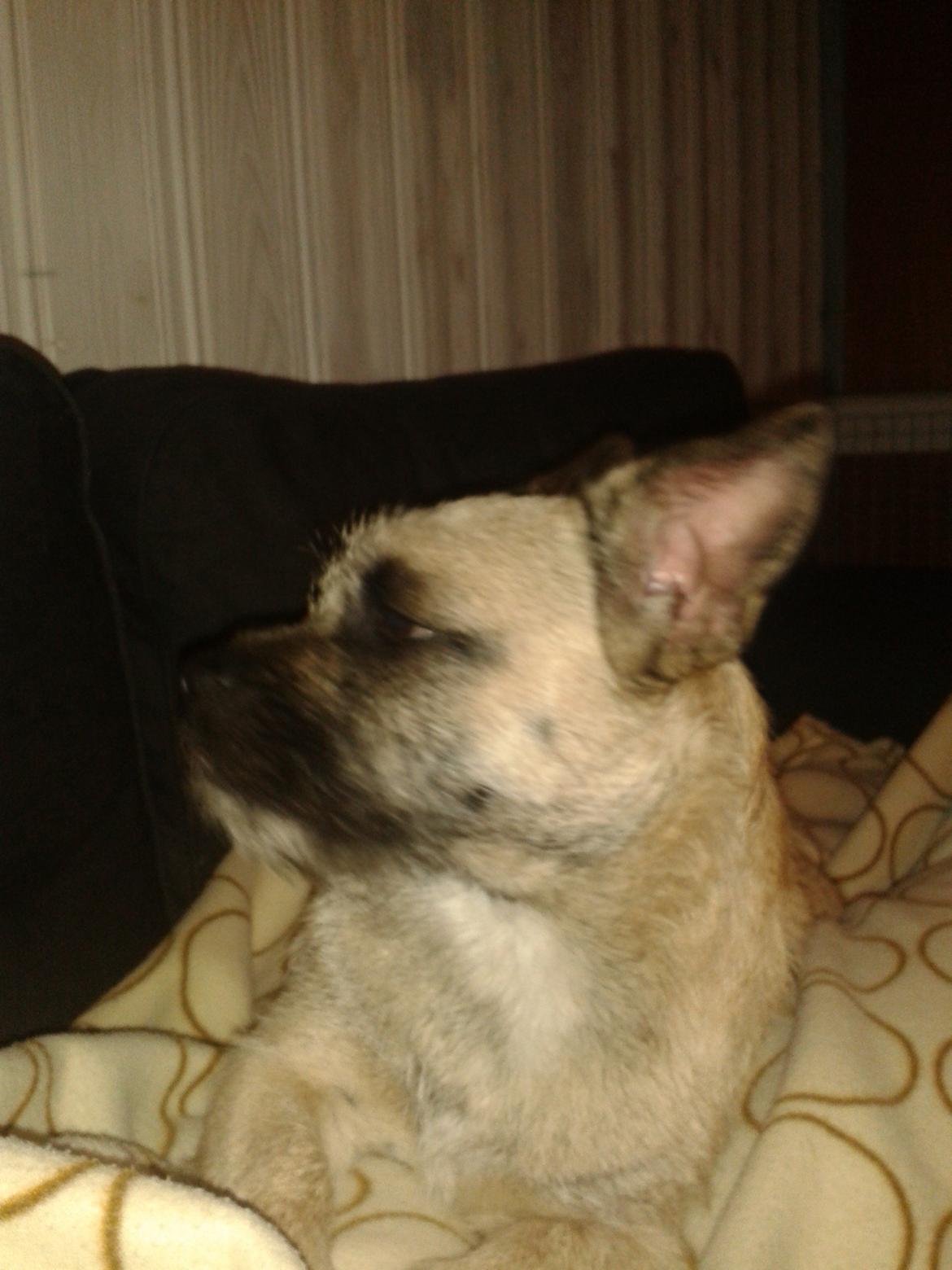 Blanding af racer Marley billede 6