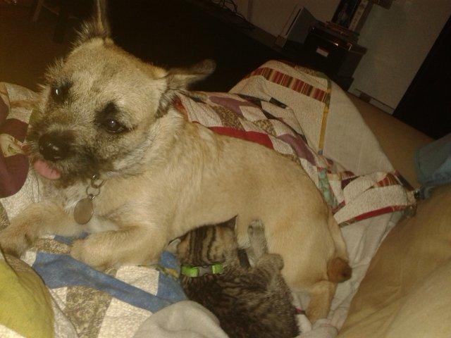 Blanding af racer Marley billede 7