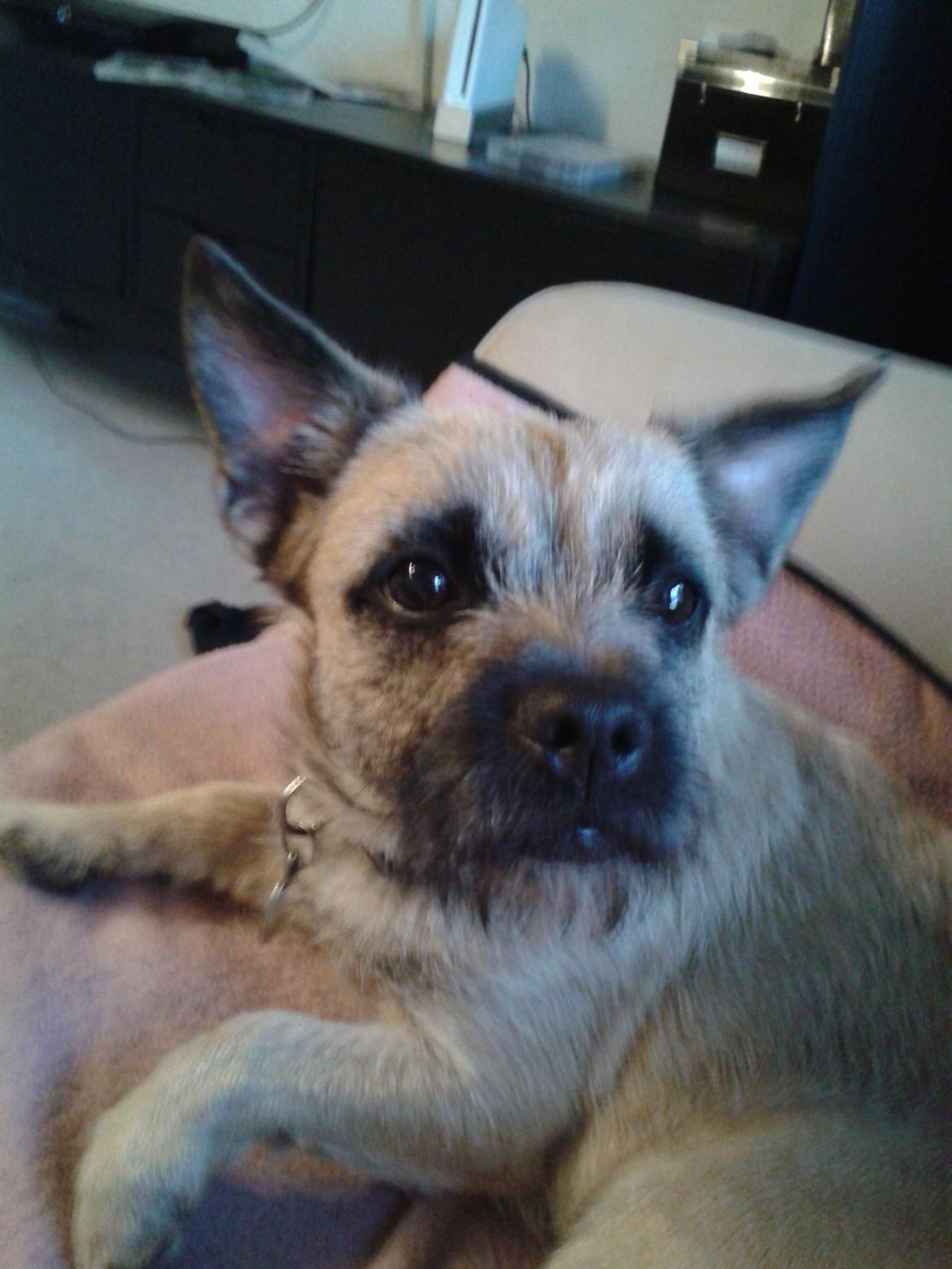 Blanding af racer Marley billede 8