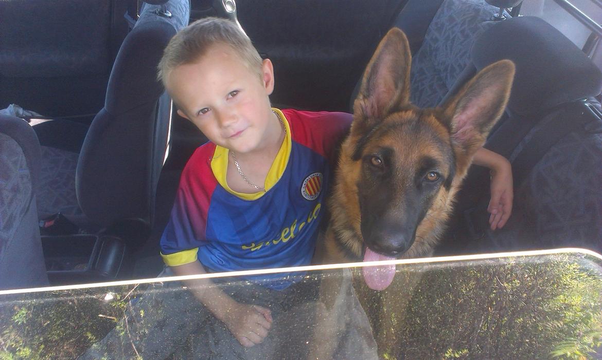 Schæferhund wupti r.i.p - så er vi klar til at køre, her er jeg 5 måneder  billede 8