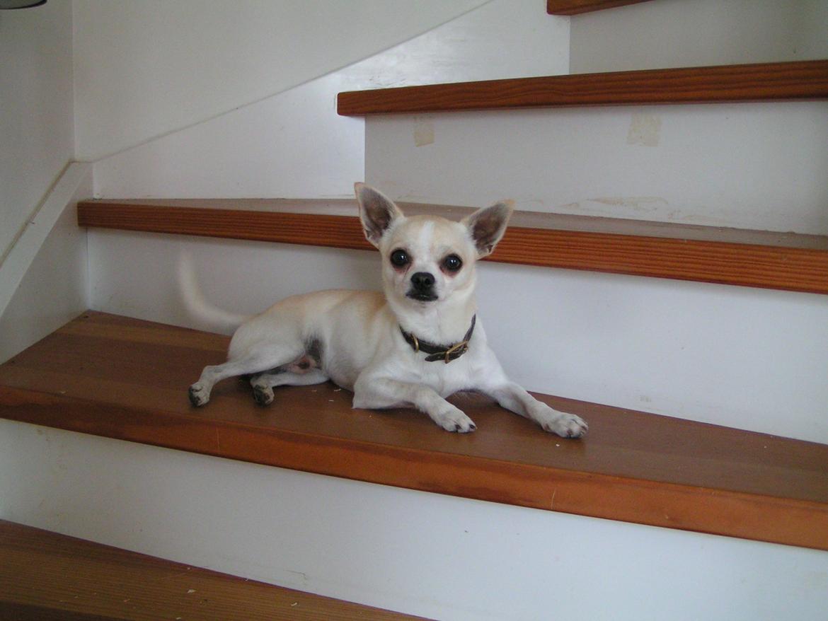 Chihuahua Gilbert - Gilbert venter billede 17