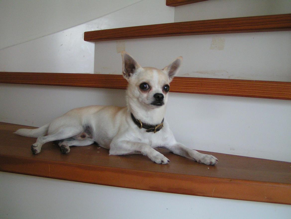 Chihuahua Gilbert - Før gå tur billede 24