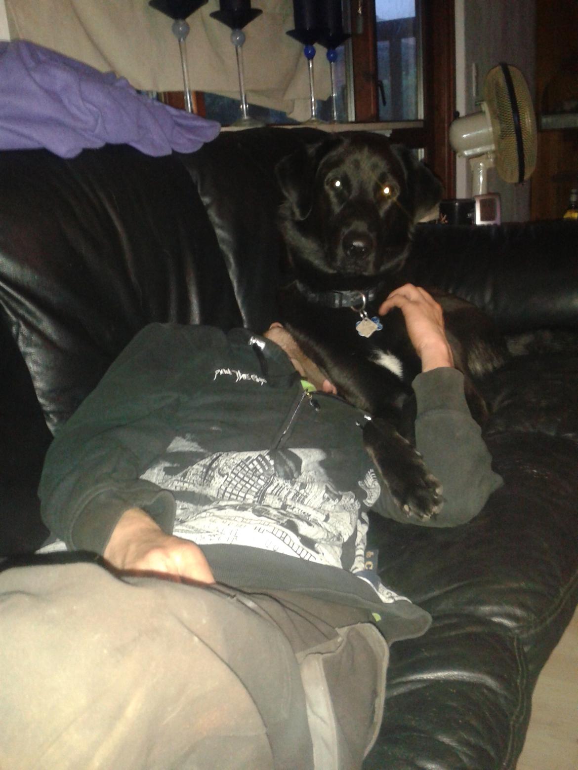 Blanding af racer Buller - "Jeg kan ikk' se problemet mor? Jeg ligger herre godt.." (ovenpå fars hoved) billede 5