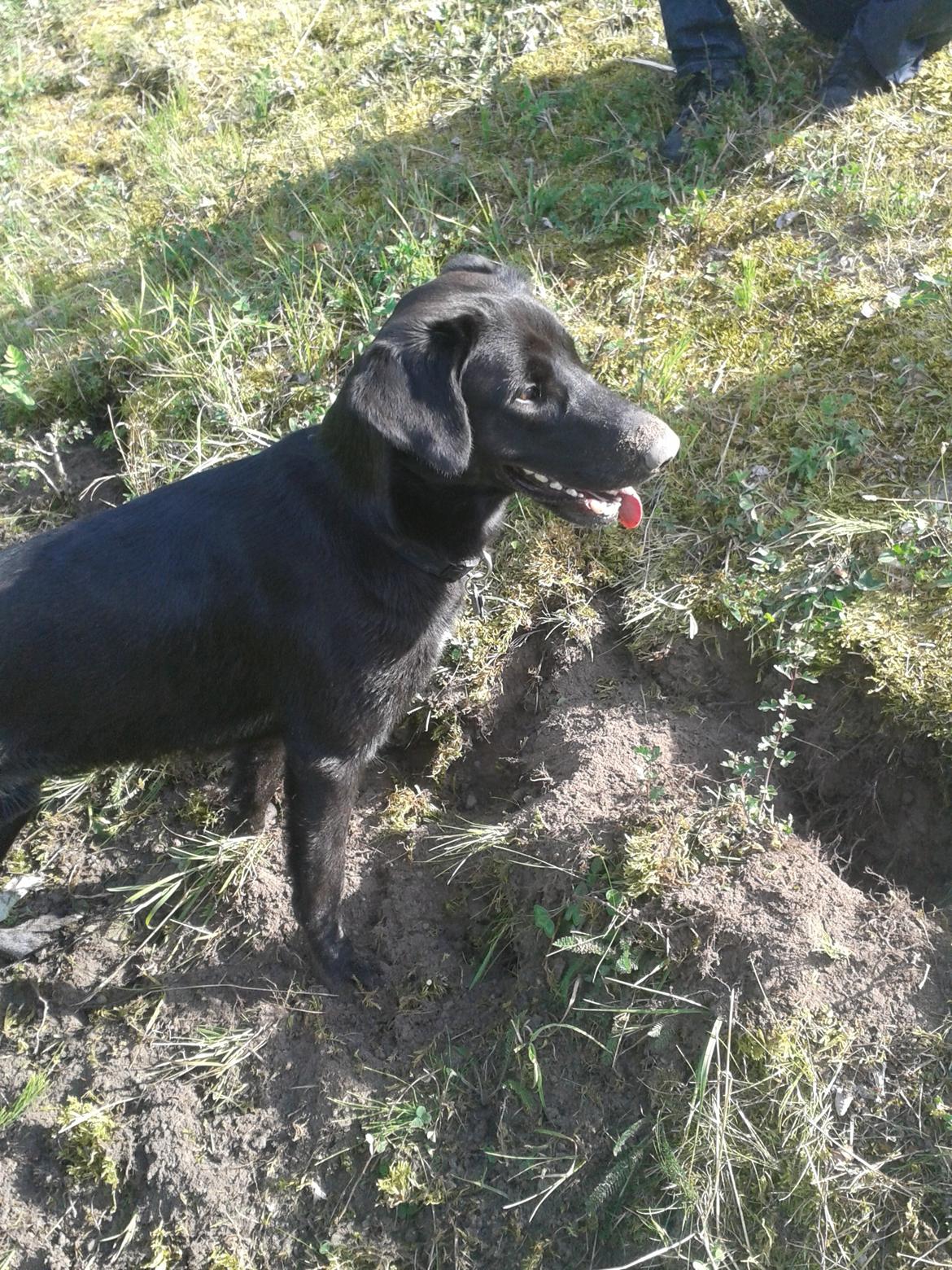 Blanding af racer Buller - mmmhm, jord! :D billede 6