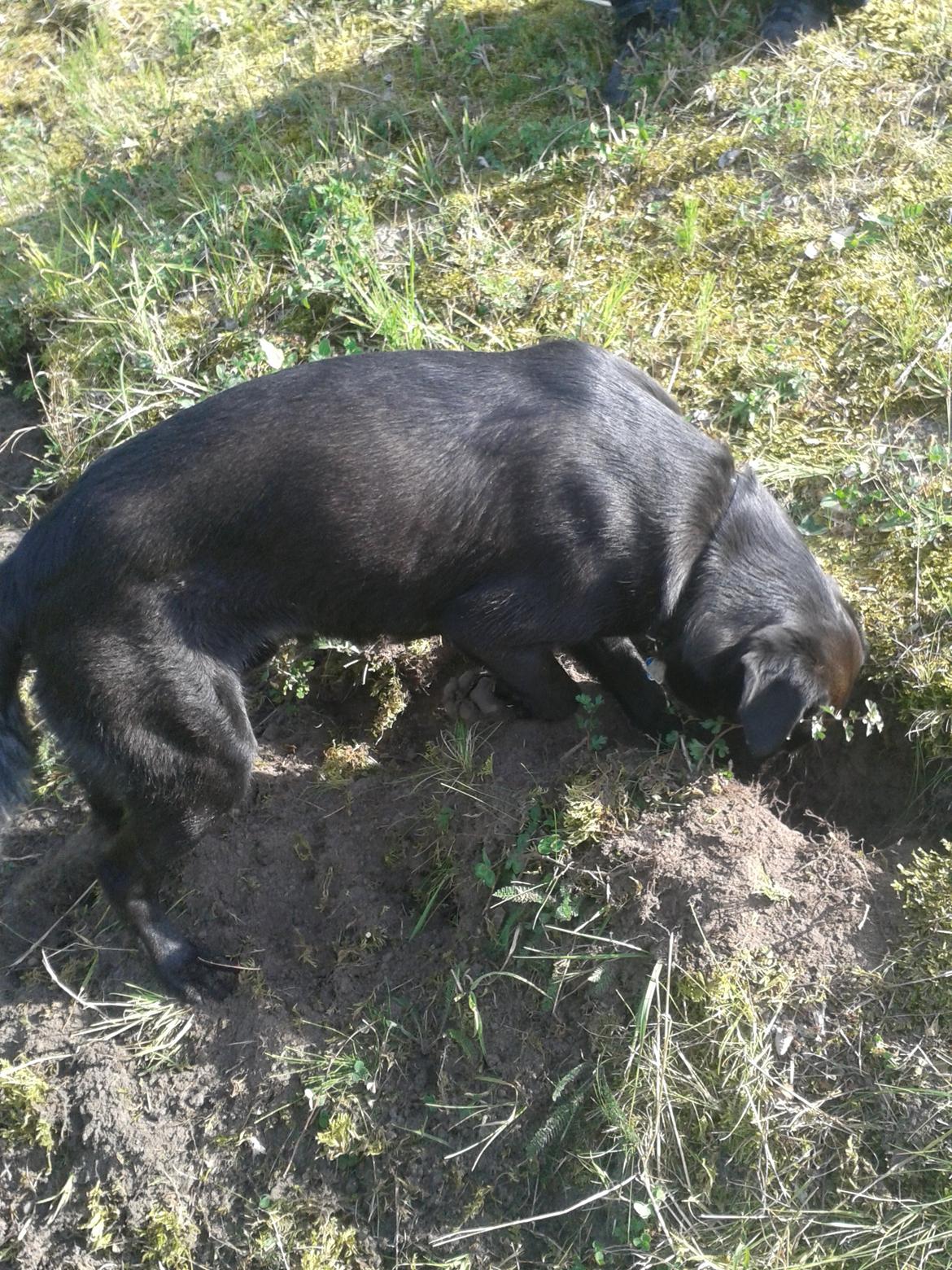 Blanding af racer Buller - "Gravhund!" billede 7