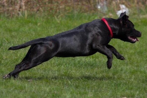 Staffordshire bull terrier Angel carbonara staff sodalis billede 15