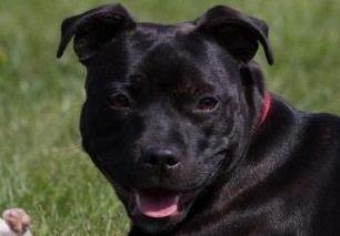 Staffordshire bull terrier Angel carbonara staff sodalis billede 16