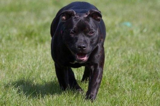 Staffordshire bull terrier Angel carbonara staff sodalis billede 17