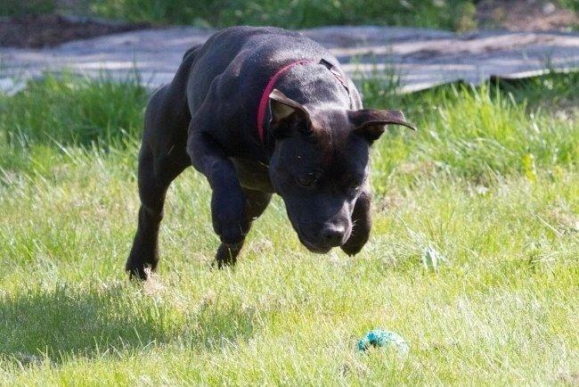 Staffordshire bull terrier Angel carbonara staff sodalis billede 18