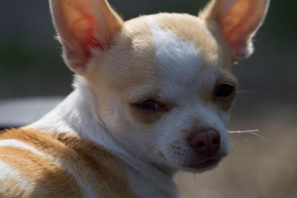 Chihuahua Louie billede 19
