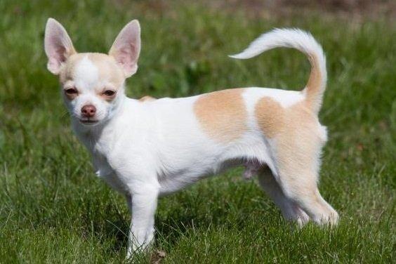 Chihuahua Louie billede 20