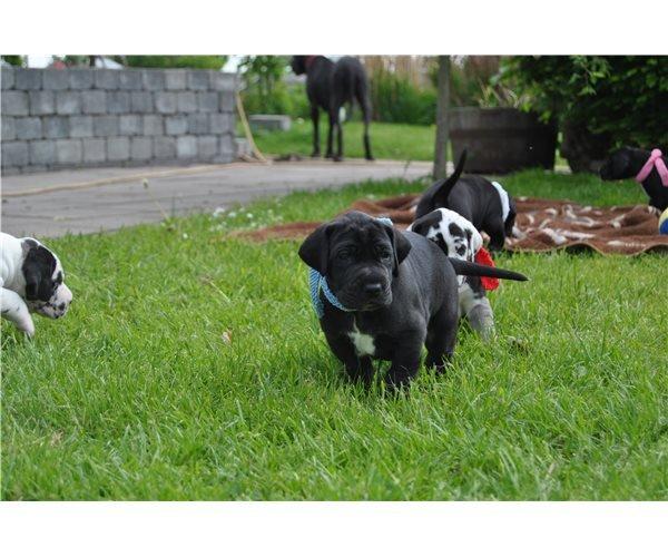 Grand danois Idefix - 4 uger gammel.  billede 1