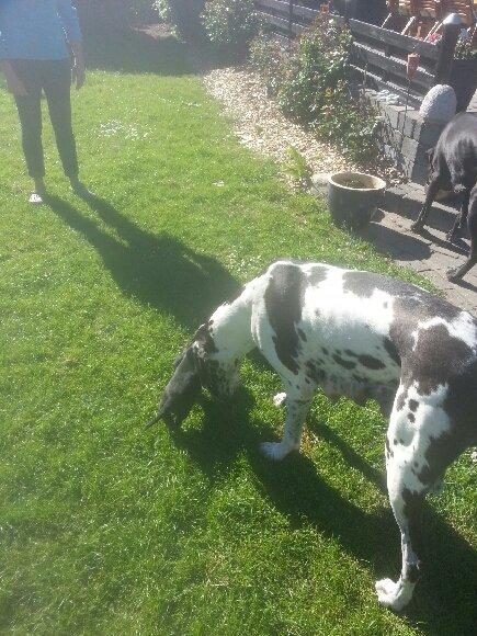 Grand danois Idefix - 4 uger, med mor.  billede 2