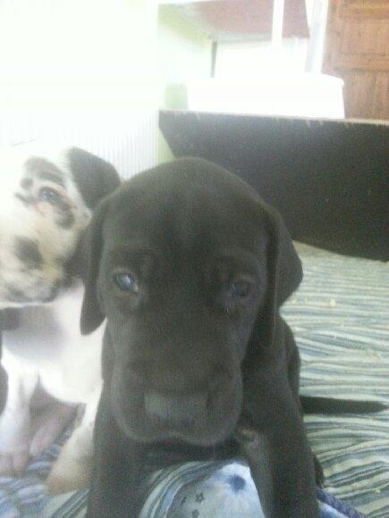 Grand danois Idefix - 4 uger billede 3