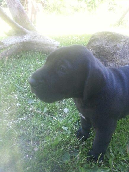 Grand danois Idefix billede 4