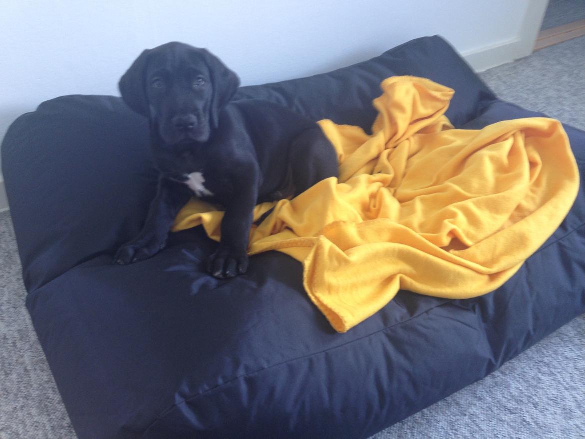 Grand danois Idefix - 8 uger, og glad for sin nye seng!  billede 5