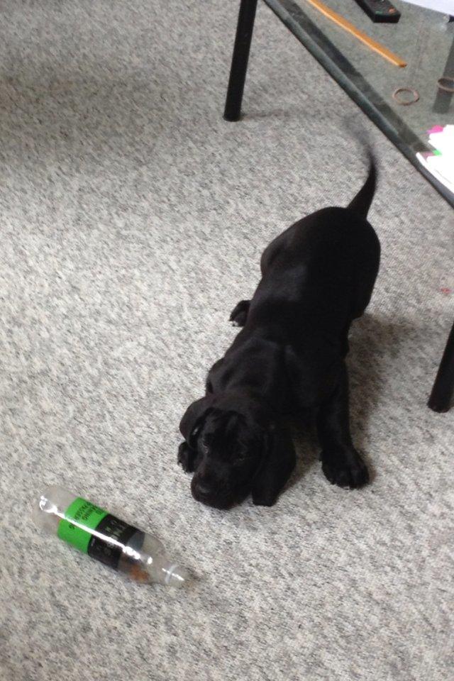 Grand danois Idefix billede 6