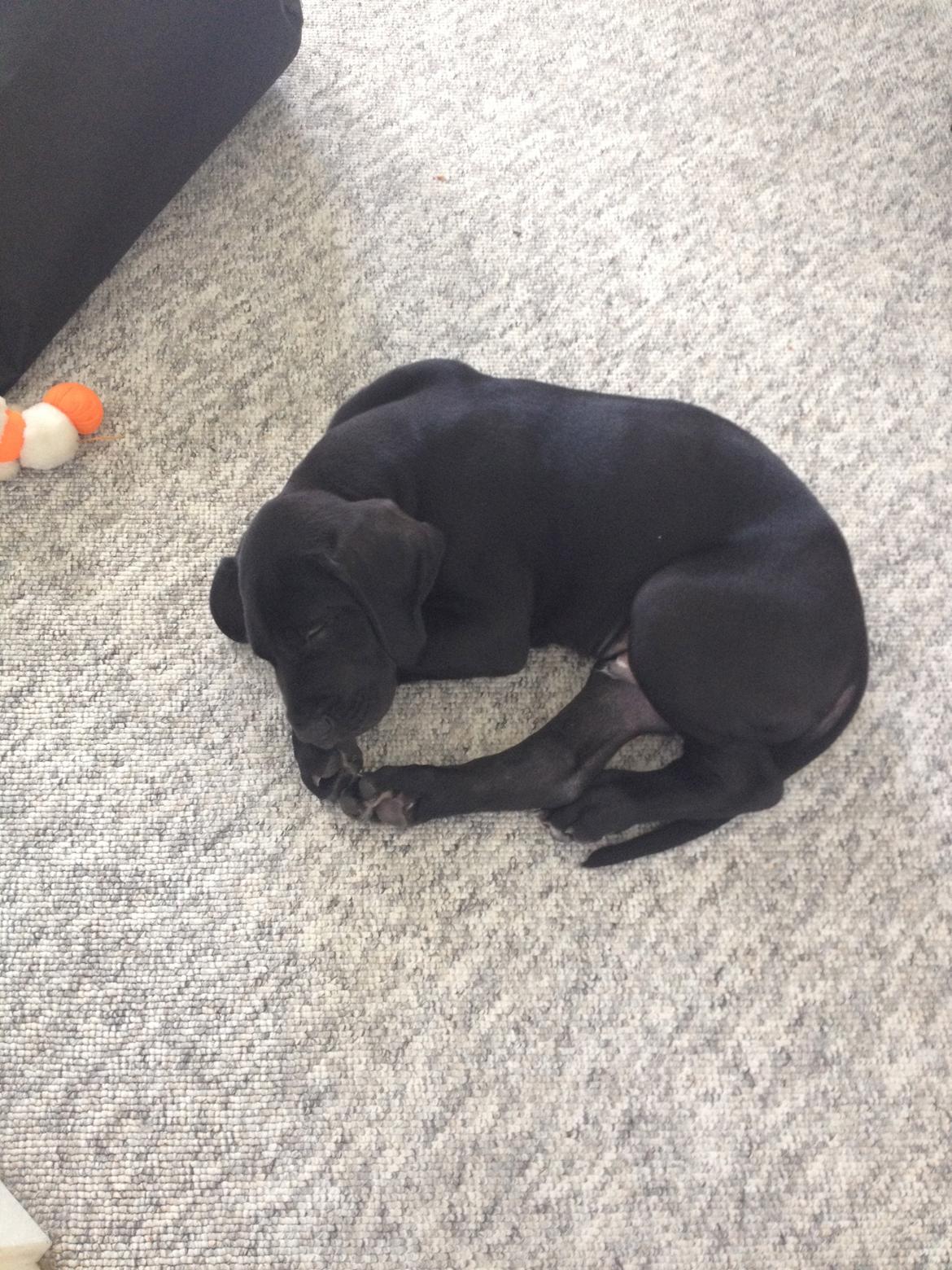 Grand danois Idefix billede 7