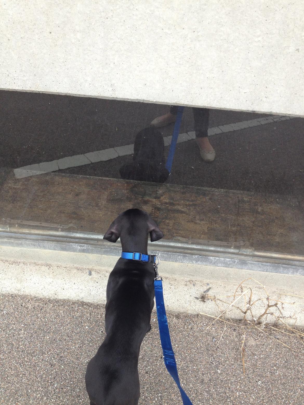 Grand danois Idefix billede 8