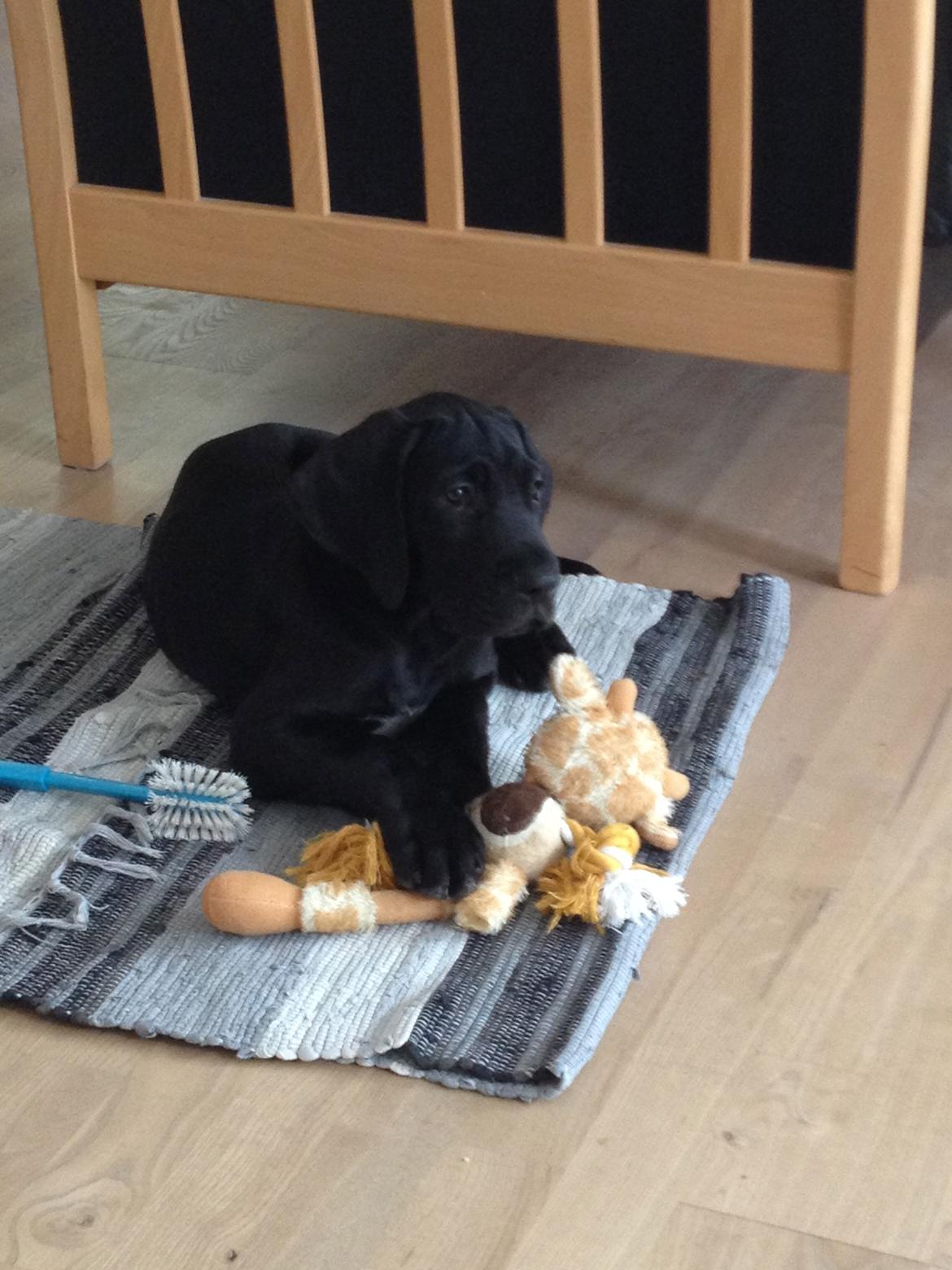 Grand danois Idefix billede 9