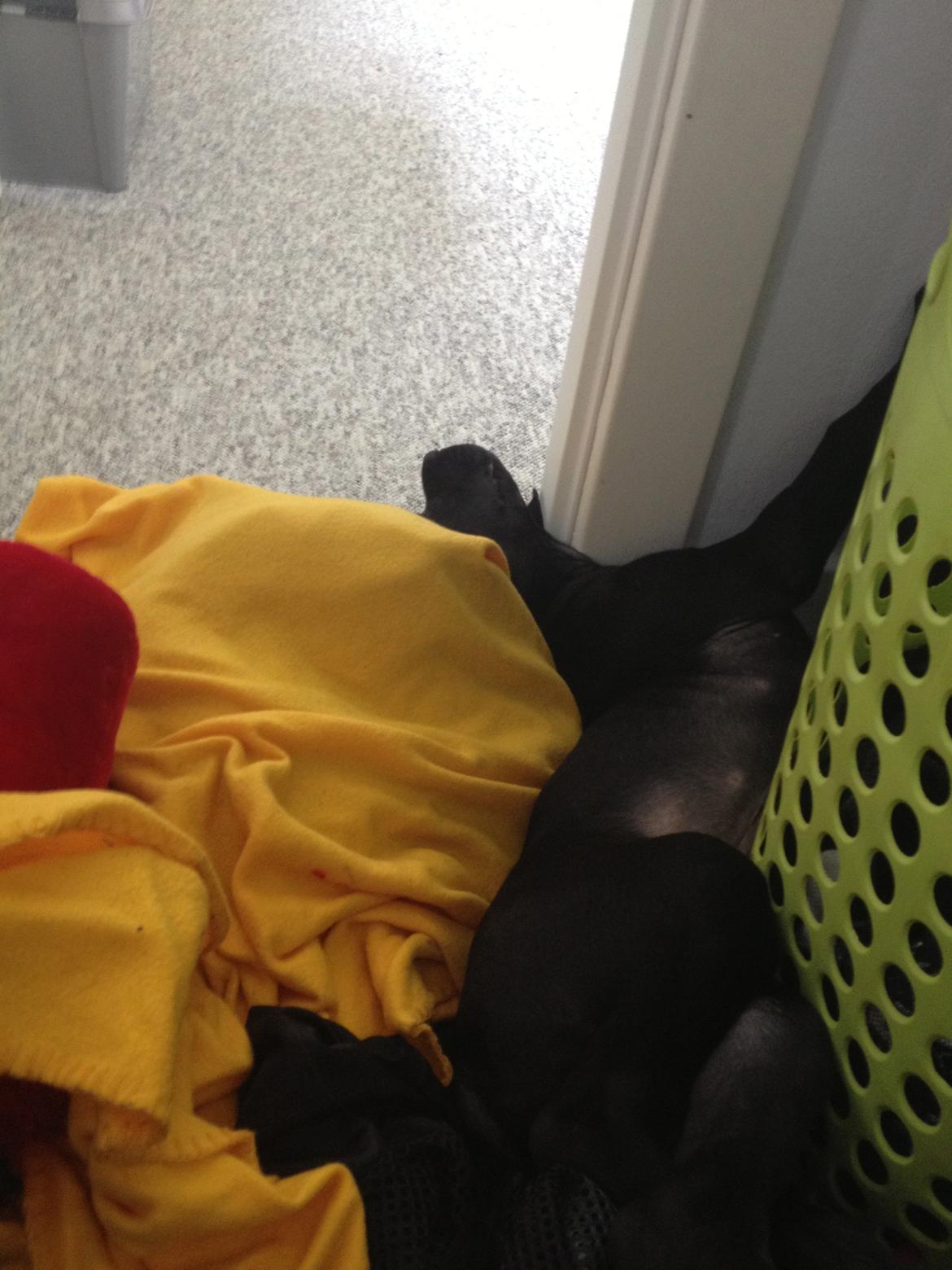 Grand danois Idefix billede 10