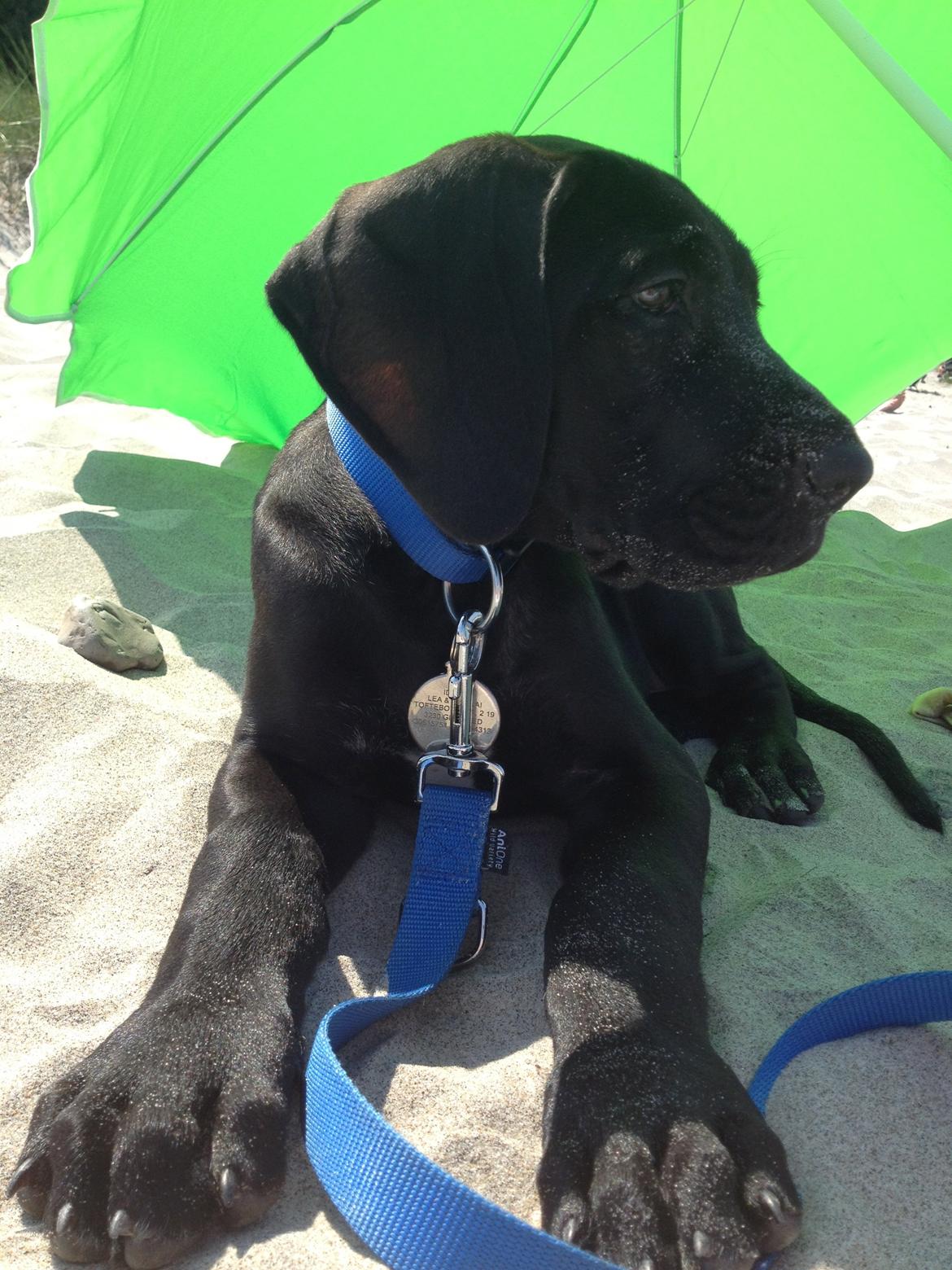 Grand danois Idefix - dejlig tur på stranden!  billede 12