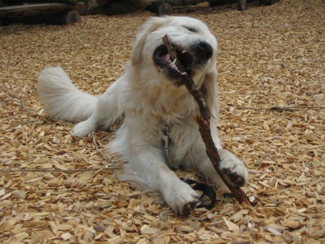 Golden retriever Peka's Zar aka Messi billede 3