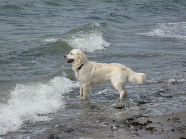 Golden retriever Peka's Zar aka Messi billede 1