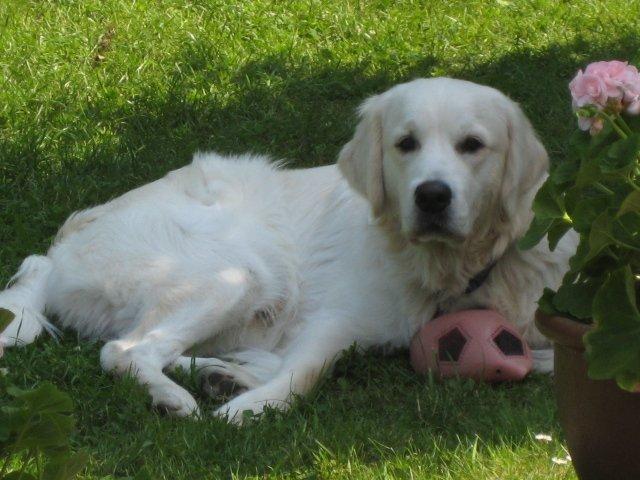 Golden retriever Peka's Zar aka Messi billede 4