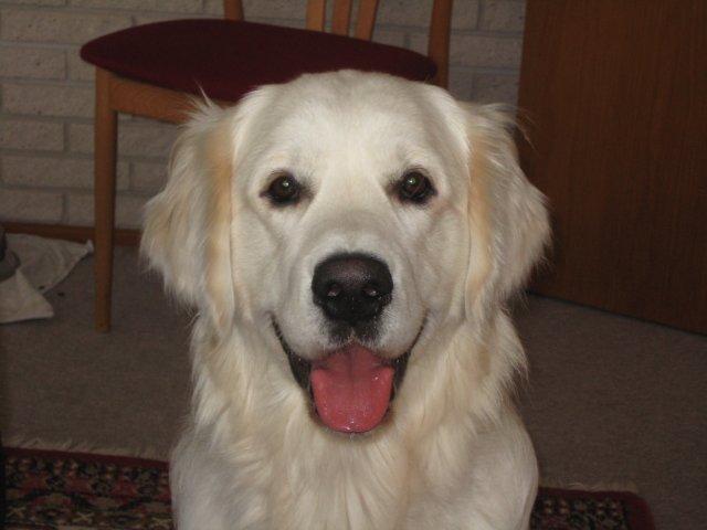 Golden retriever Peka's Zar aka Messi billede 2
