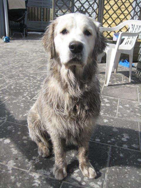 Golden retriever Peka's Zar aka Messi billede 5