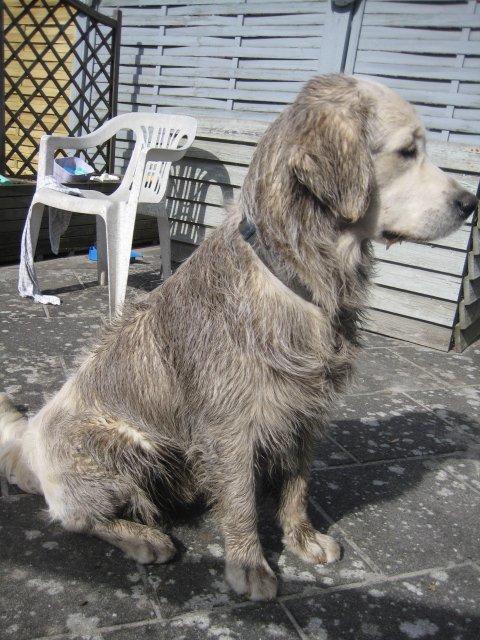 Golden retriever Peka's Zar aka Messi billede 6