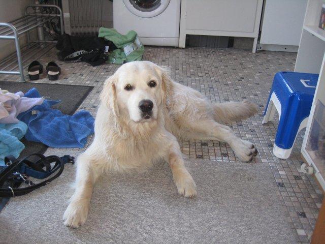 Golden retriever Peka's Zar aka Messi billede 7