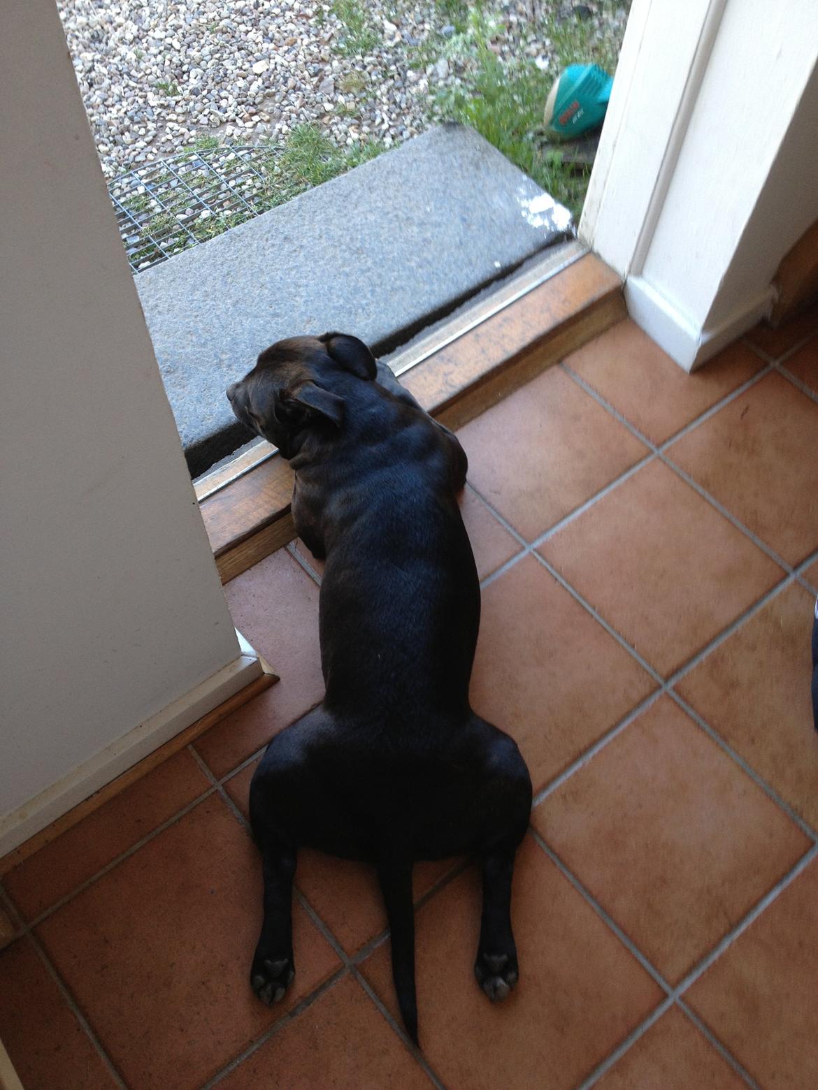 Staffordshire bull terrier Angel carbonara staff sodalis billede 19