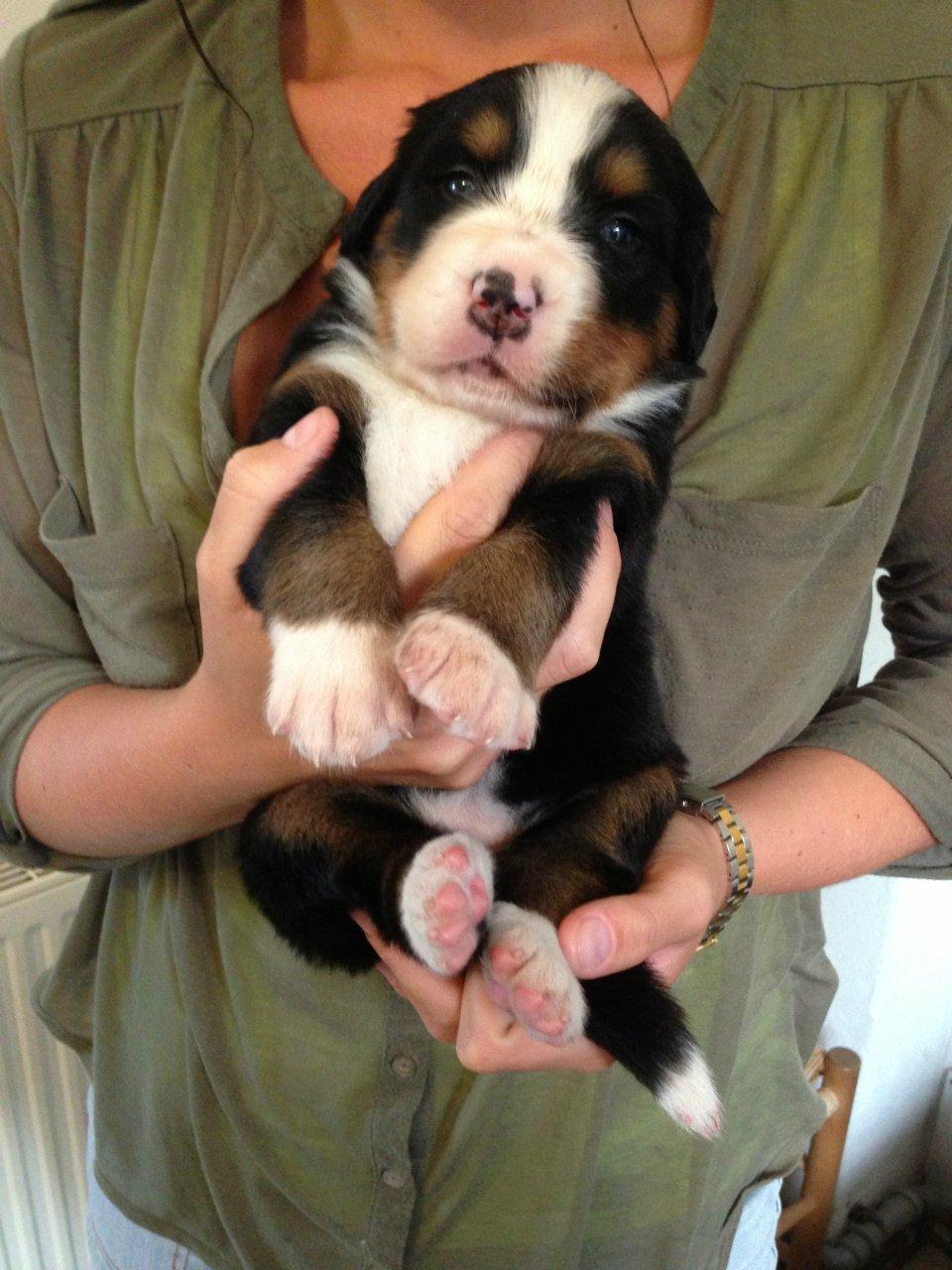 Berner sennenhund Øen's Berner Chaleesi - 3 uger billede 1