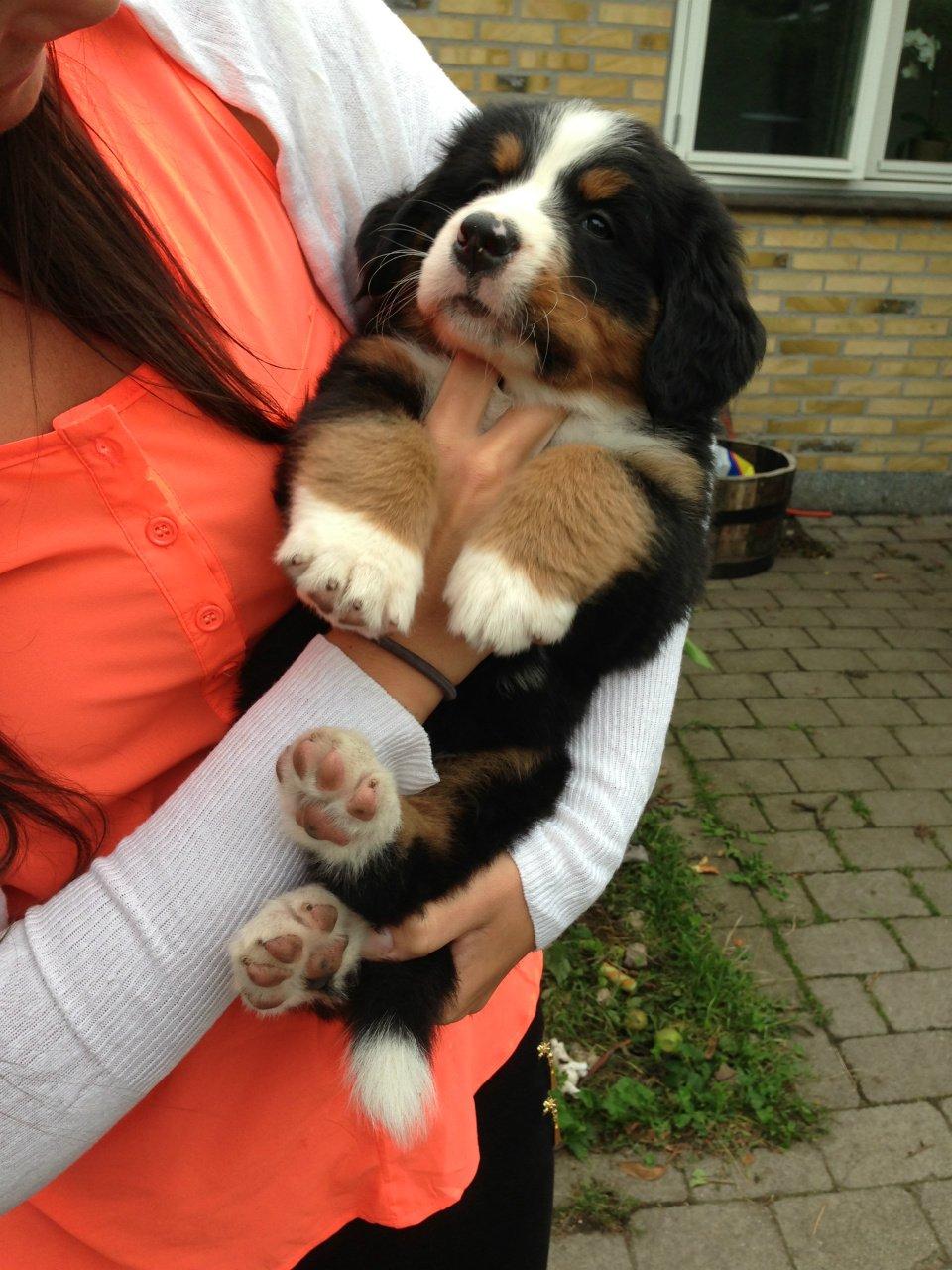 Berner sennenhund Øen's Berner Chaleesi - 6 uger billede 2
