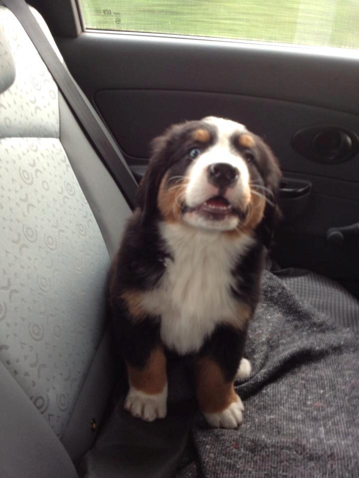 Berner sennenhund Øen's Berner Chaleesi - 8 uger, første kører tur hjem billede 3