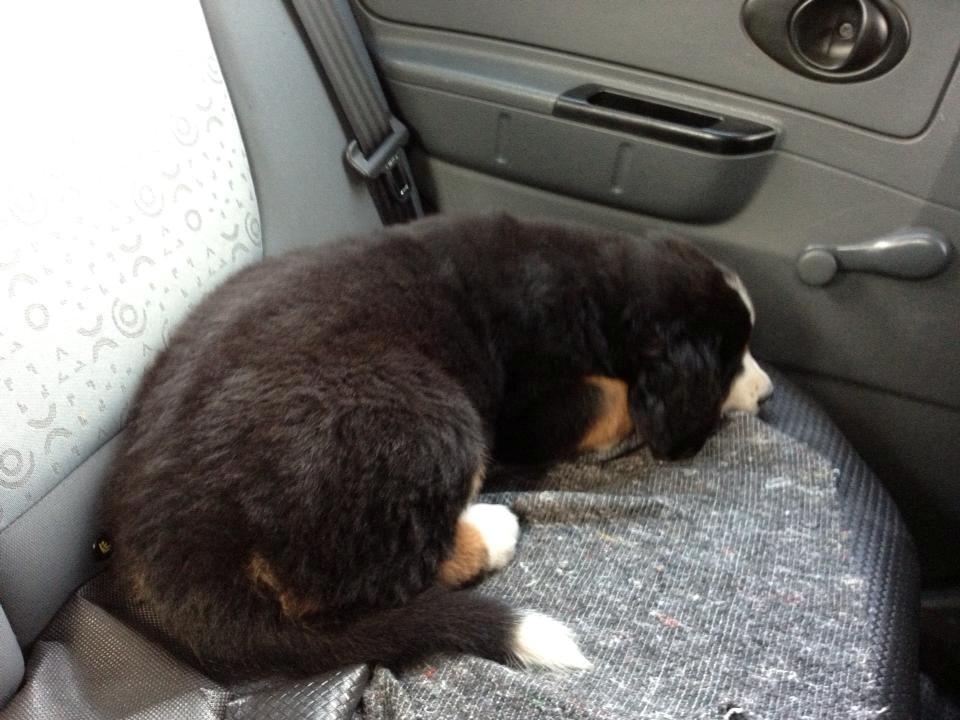 Berner sennenhund Øen's Berner Chaleesi billede 4