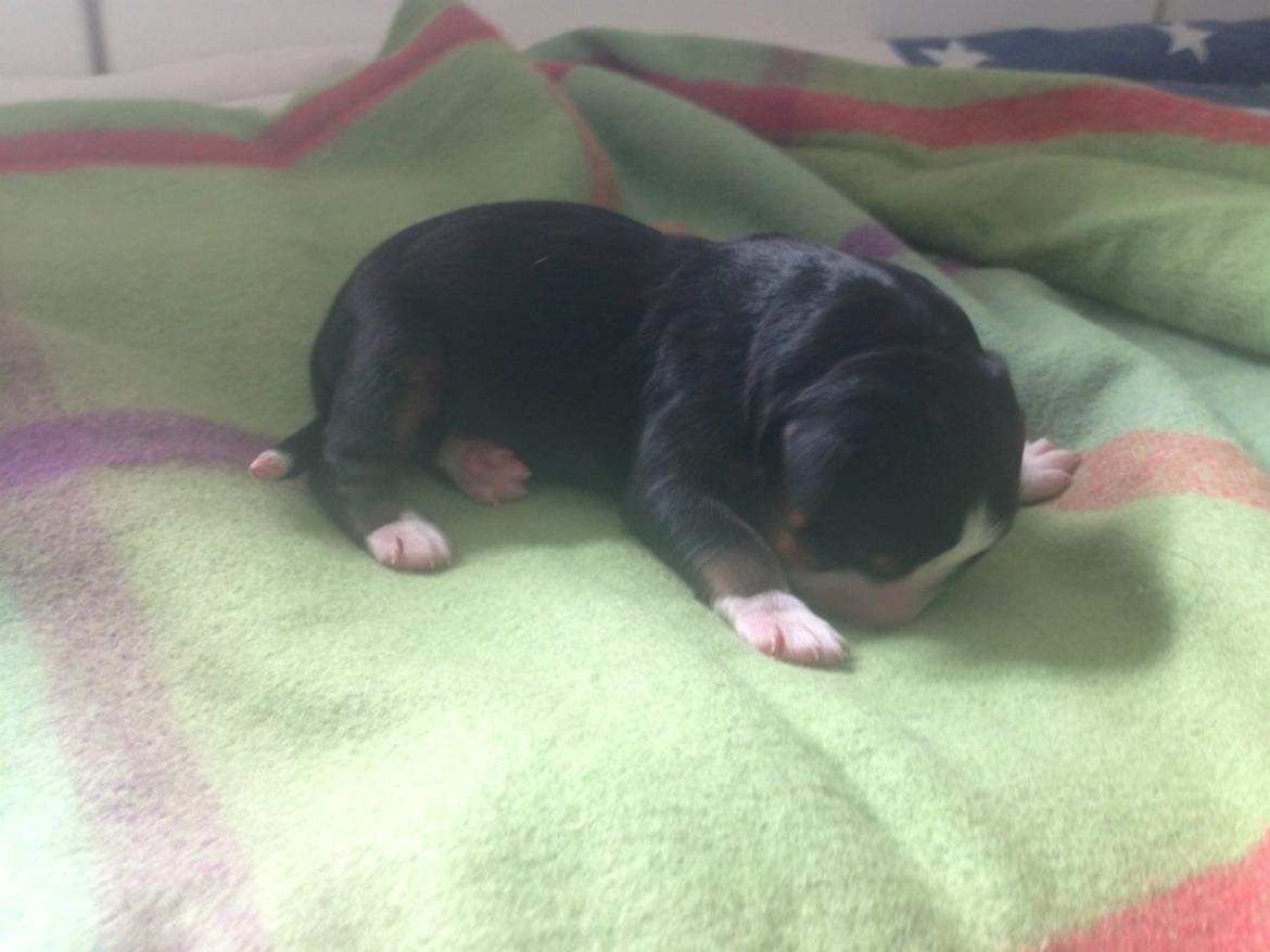 Berner sennenhund Øen's Berner Chaleesi - 1 dag gammel billede 5