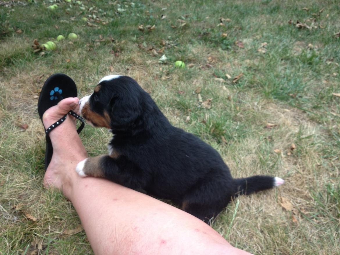 Berner sennenhund Øen's Berner Chaleesi - 3 uger, vores første møde med skønheden billede 6