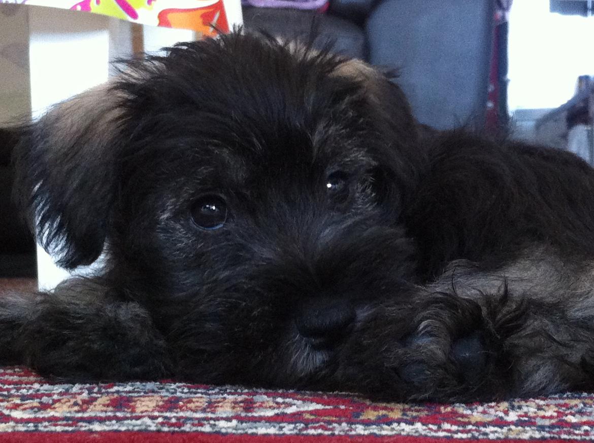 Dvaergschnauzer Skipper billede 1