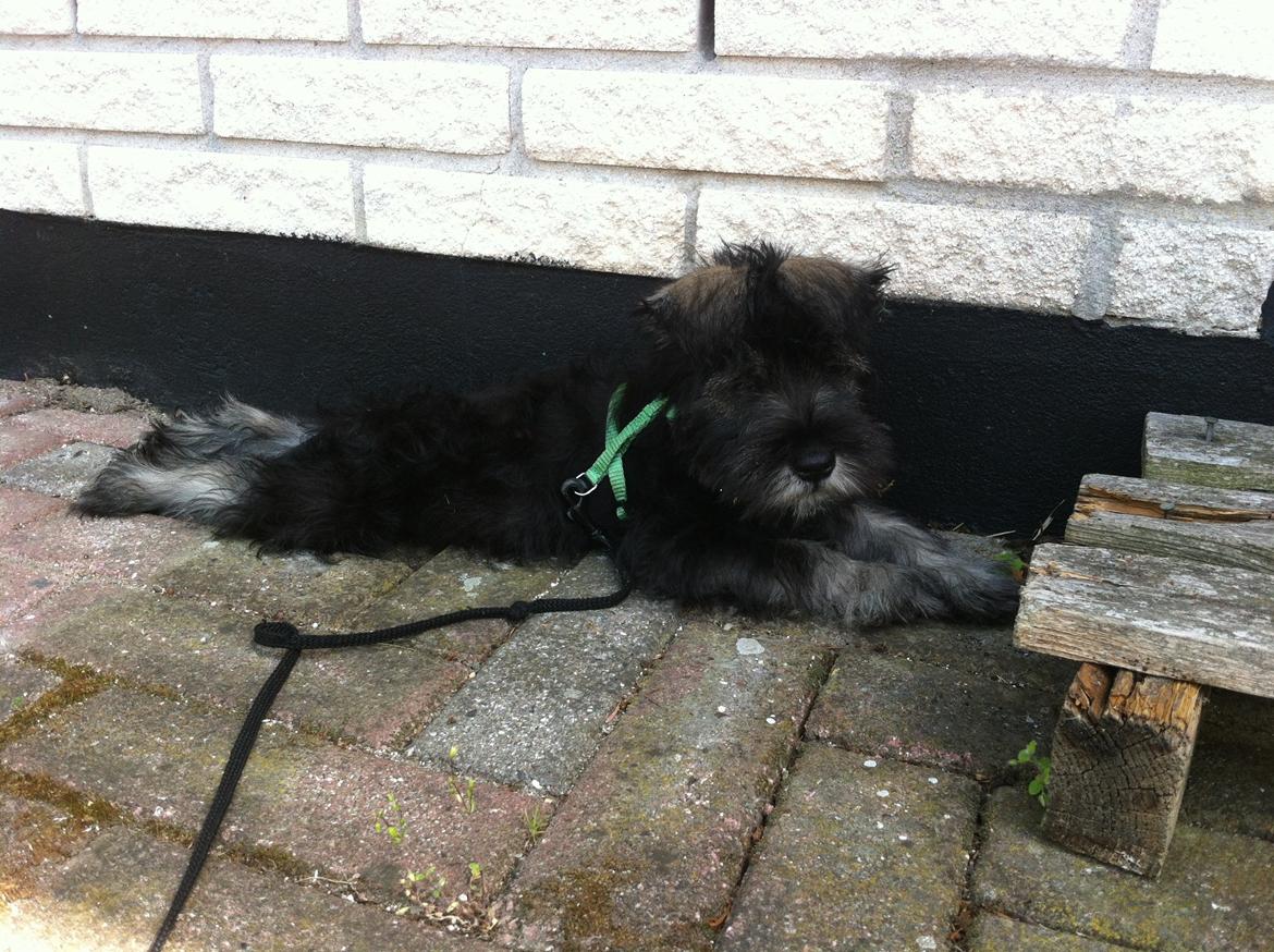 Dvaergschnauzer Skipper billede 2